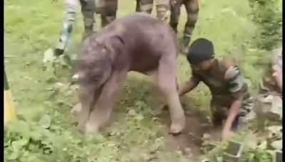 Quick-thinking forest staff rescue stranded baby elephant in Mudumalai, reunite it with mother