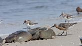 US Fish and Wildlife Service proposes to stop horseshoe crab harvesting on Cape Romain