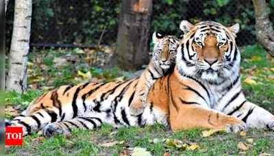International Tiger Day 2024; How each zodiac sign can channel the Tiger's spirit for personal growth | - Times of India