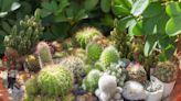 These 10 Flowering Cacti Will Spice Up Your Houseplant Collection