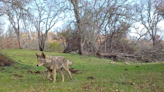 Coyote advisory issued in 73 East Bay regional parks