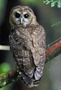 Spotted owl