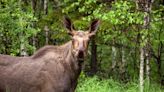 Moose Steals Popcorn from Alaskan Movie Theater