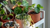 How To Keep Houseplants Alive While You're On Vacation