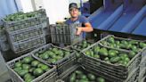 Aún no se normalizan las exportaciones de aguacate michoacano a EU