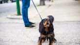 Do Cavalier King Charles Spaniels Bark a Lot? Are They Noisy?