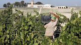 La maquinaria de la vendimia del Marco de Jerez se pone en marcha