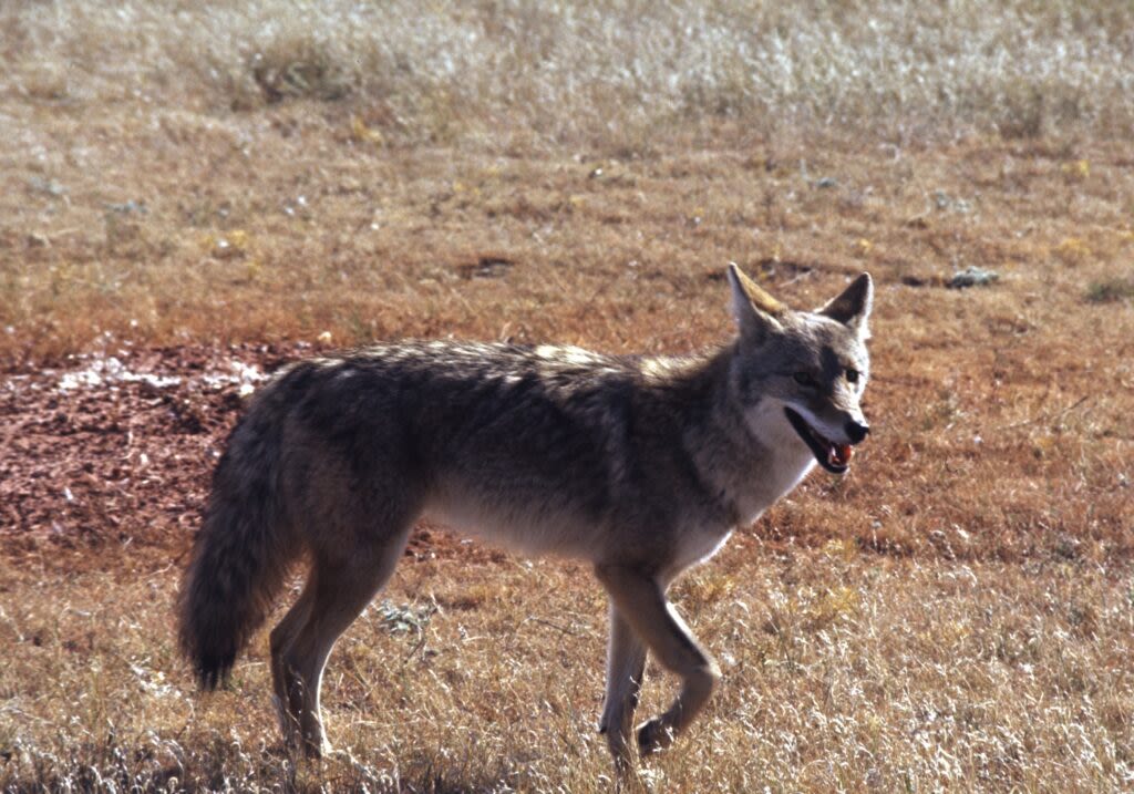 Federal judge in Montana quizzes lawyers on coyote trapping and grizzly bears