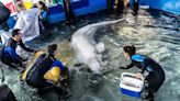 Plombir y Miranda, las belugas que escaparon de la guerra en Ucrania para llegar a un acuario en Valencia