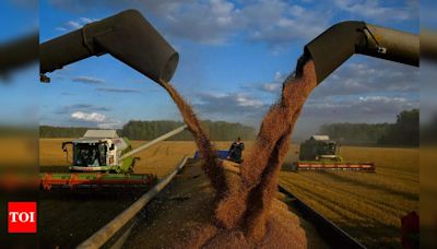 EU wheat steadies as harvests and exports are assessed - Times of India