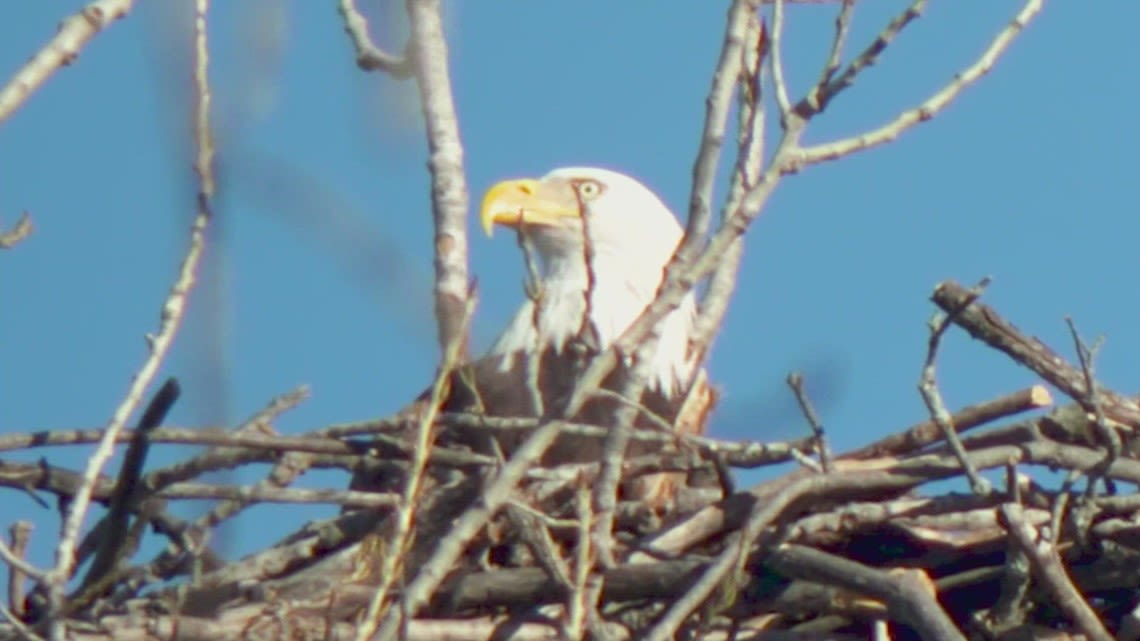 Bald eaglet displaced after last week's storm returns to White Rock Lake
