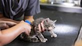 Duct-Taped Kitten & 38 More Animals Rescued in Pennsylvania