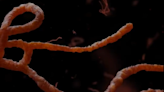 14人確診死亡！非洲二國爆發致命馬堡病毒疫情 美CDC已派員前往了解