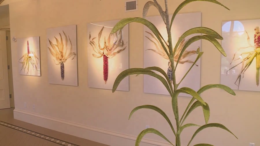 From fireworks to food: Surprising uses of corn highlighted in new exhibit