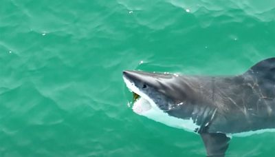 14 Minutes of Great White Footage That Will Leave Your Jaw on the Floor