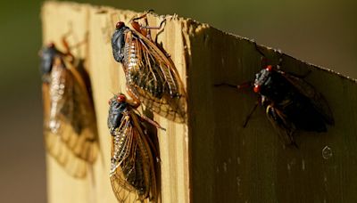 Cicadas are out in the trillions and citizen scientists are rejoicing