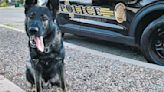 Police dog's bites unleash concerns and a lawsuit