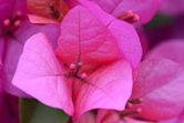 Bougainvillea