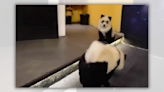 Fact Check: Video Shows 'Pandog' Purportedly Bred from Pandas and Dogs. Here's the Science