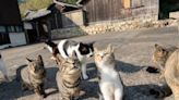 La Isla de los gatos: está ubicada al sur de Japón y tiene más felinos que habitantes