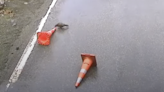 Watch Parrots Mess With Traffic Cones at a New Zealand Construction Site