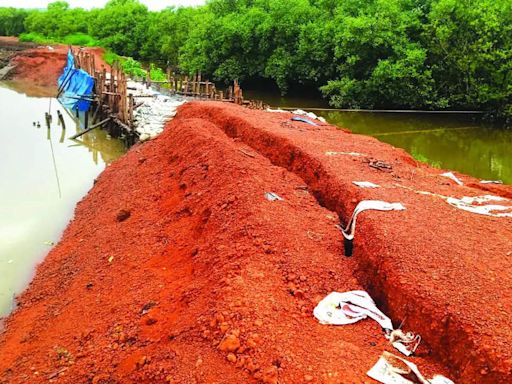 Repaired Carambolim bundh caves in, fear of inundation floods village | Goa News - Times of India