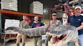 Longest alligator in Mississippi history captured by hunters