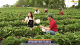 Berry excited: Wegmeyer Farms makes jam-packed debut with Lincoln Strawberry Festival