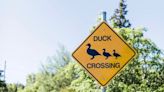 9-year-girl demands town council action to improve duck safety … and gets it