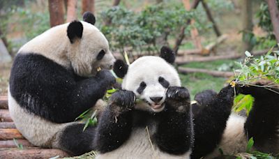 'Cute, cuddly' giant pandas will soon call SF home, mayor says