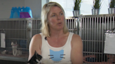 CommUNITY Champion: Woman making a difference for stray cats in Central Florida