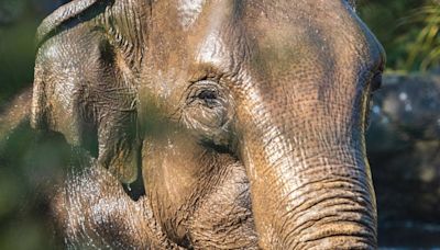 What is the virus that has killed two Dublin Zoo elephants, with a third testing positive?