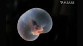 The deep-sea 'mystery blob' with the rump of a pig and a ballooned belly