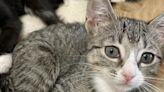 Gulf Coast Tiny Paws Rescue pets of the week