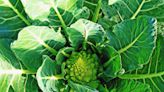 How to Grow & Care for Romanesco Broccoli in the Garden