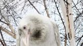 After winter of wonder, Anchorage's white raven takes flight