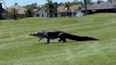 Giant gator saunters across Florida golf course in ‘Jurassic’ moment