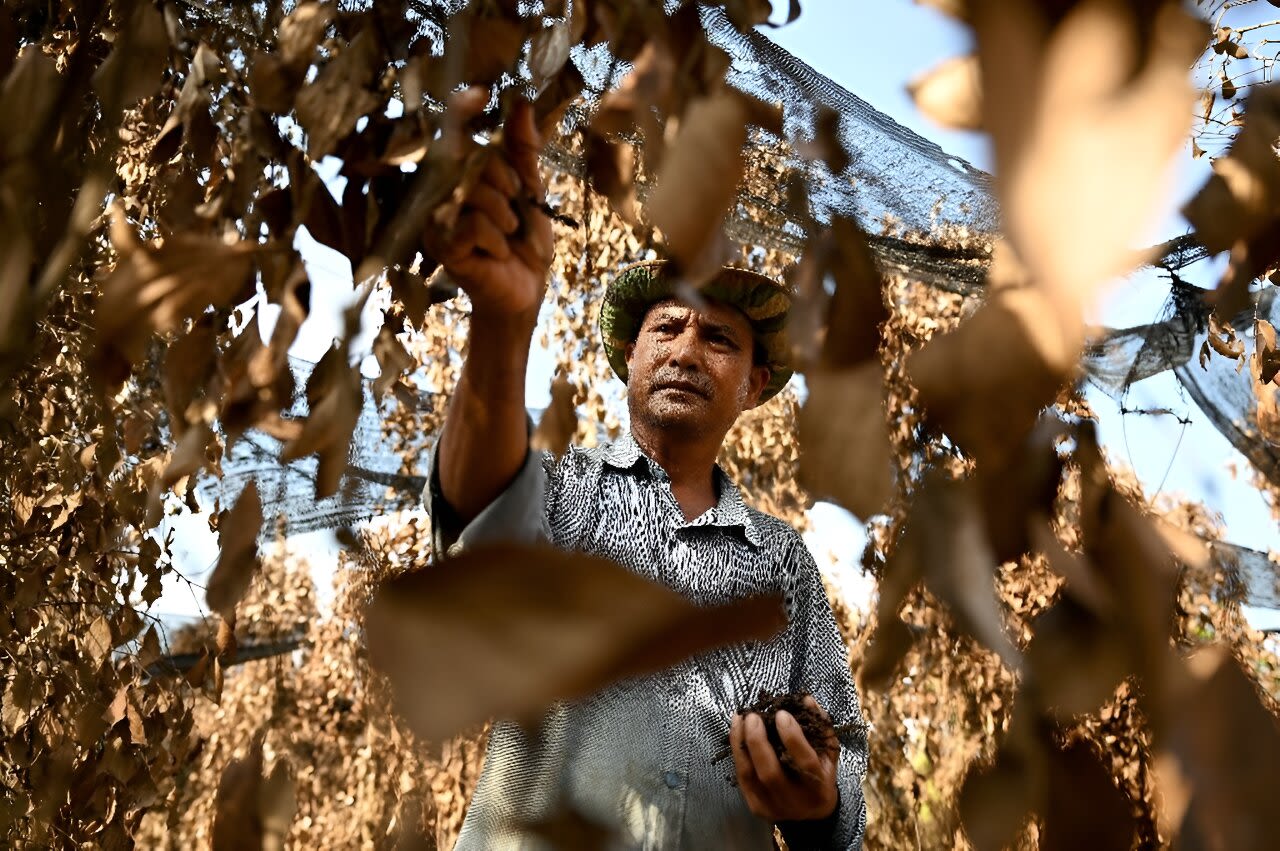 Cambodia's famed Kampot pepper withers in scorching heat wave