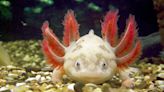 Where Do Axolotls Live and Why Do They Look So Strange?