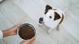 Best Dog Food Brands Recommended by Experts in 2024