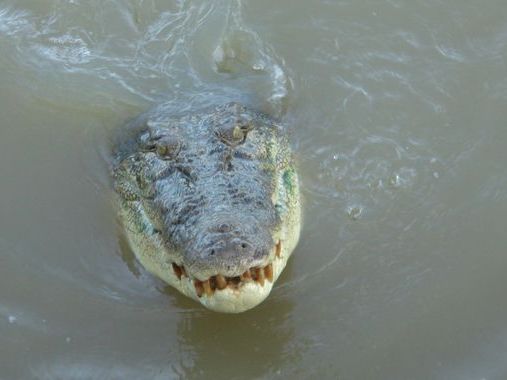 Crocodile shot dead after killing girl, 12, in Australia