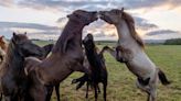 Marvel at this herd of majestic wild horses in their natural habitat