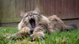 Gorgeous Cat Insists on Helping Dad Mow the Lawn Like It's His Job