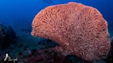 攝影家心目中最美的珊瑚 在印尼