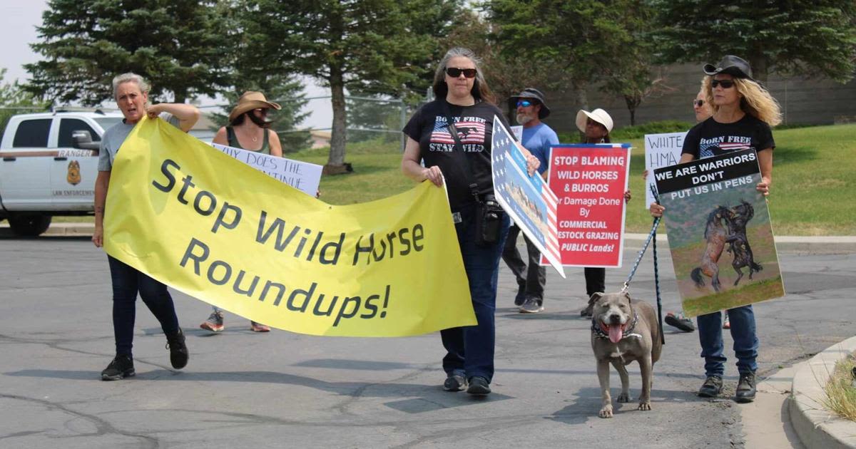 ‘They’re not feral’: Activists urge BLM to cancel wild horse roundup