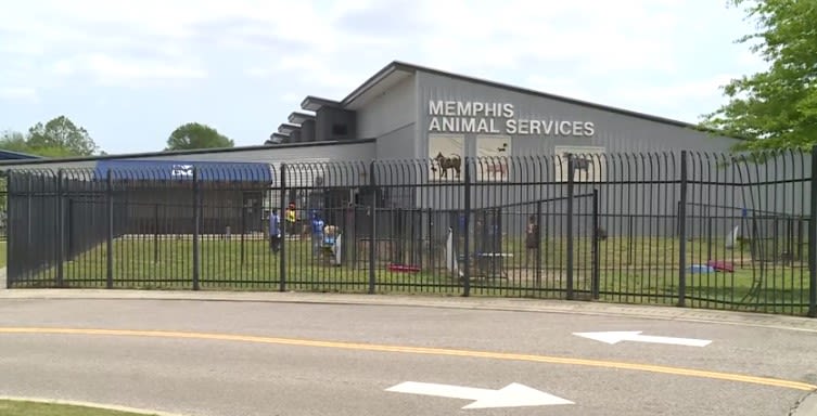 Memphis Animal Services gives dogs away for free to prevent canine outbreak