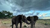 For elephants, like people, greetings are a complicated affair