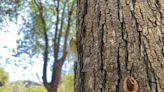 "Plaga" de chicharras en el parque de la Rambleta en València por el cambio climático