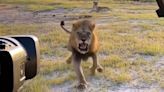 Watch: Charging lion creates heart-pounding moment, epic shot