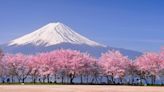 12 unusual things you didn’t know about Japanese cherry blossom
